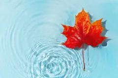 iStock-1344777413.jpg