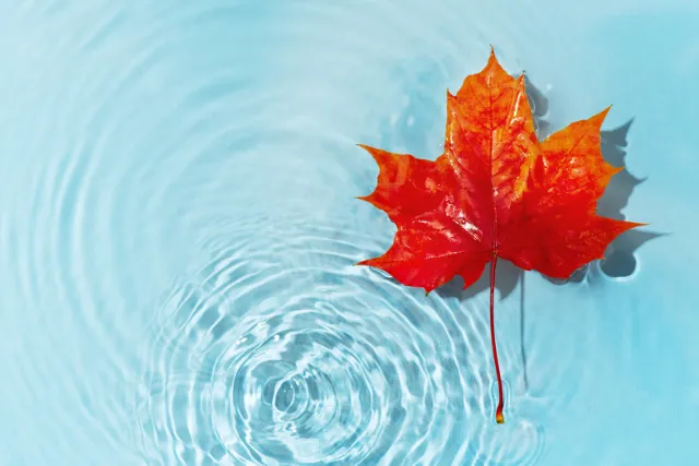 iStock-1344777413.jpg