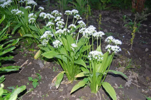 Medvědí česnek