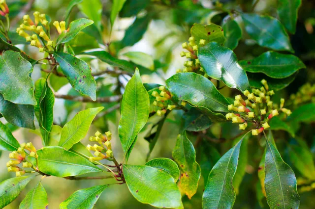 Syzygium aromaticum